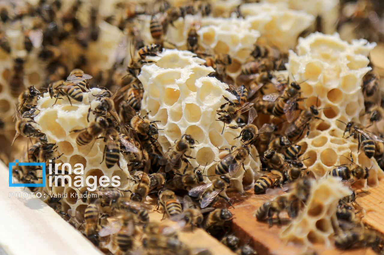 علت شکرک زدن عسل طبیعی
