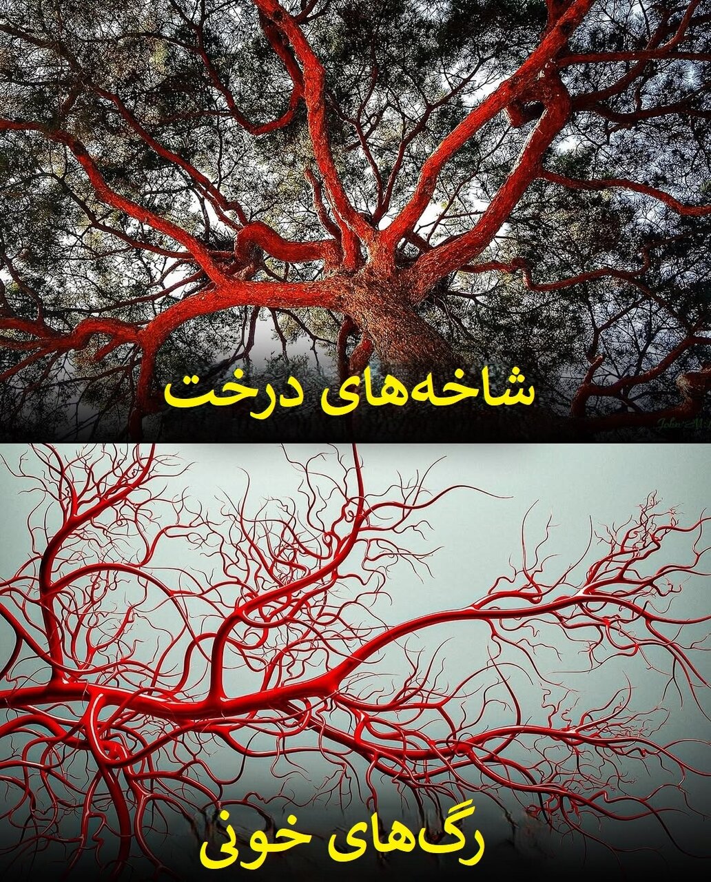 الگوهای شگفتانگیز در طبیعت؛ از سحابی هلیکس تا چشم انسان! | عکس