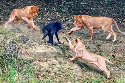 مقاومت مرگبار بابون در برابر شیرها! | ویدئو