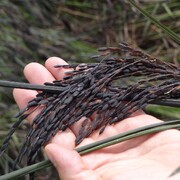 برنج سیاه؛ غله‌ای باستانی در خدمت تغذیه آینده