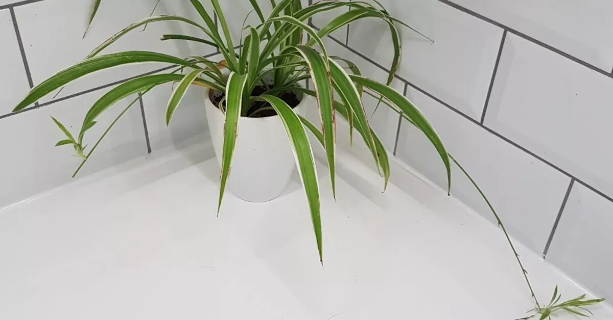 ۴ گیاه مناسب برای حمام ؛ بهترین انتخاب برای محیطهای مرطوب و کمنور + عکس گیاهان