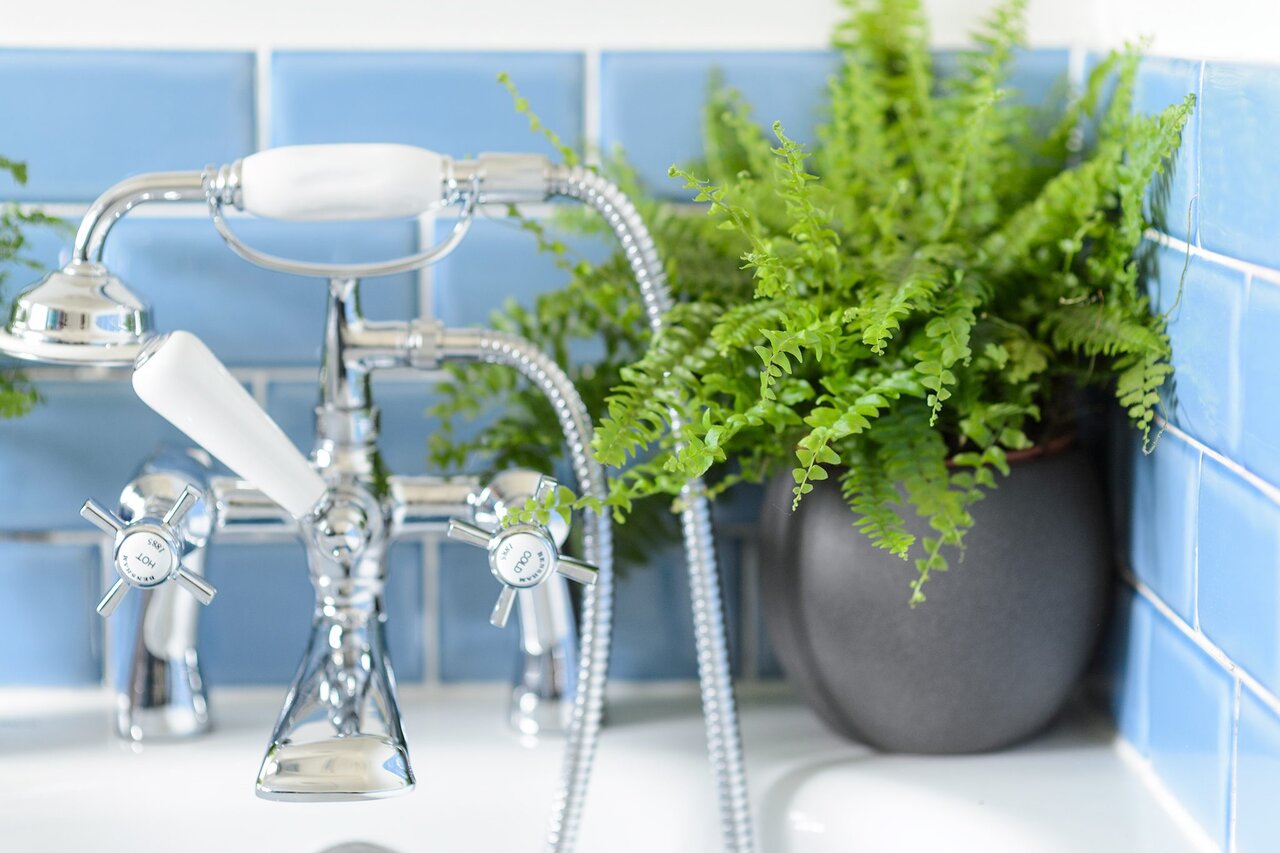 ۴ گیاه مناسب برای حمام ؛ بهترین انتخاب برای محیطهای مرطوب و کمنور + عکس گیاهان