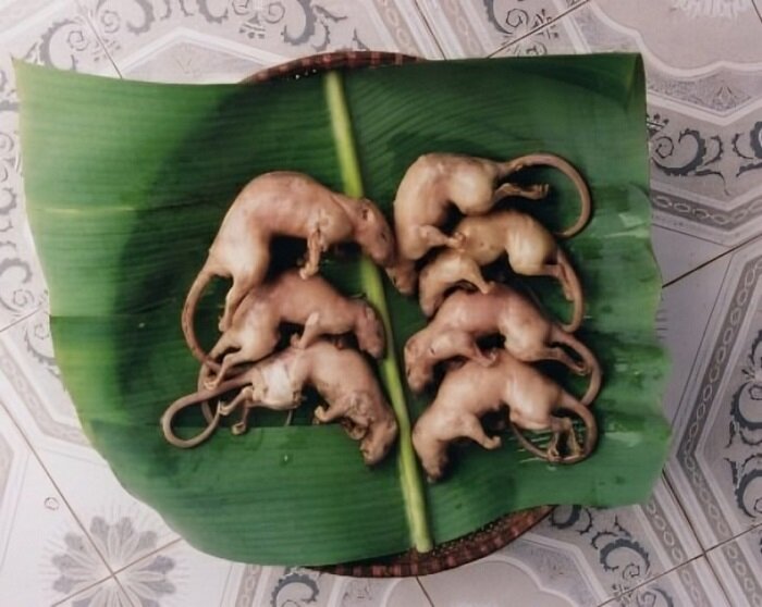 چندش آورترین غذاهای جهان ؛ اینجا جنین را هم می خورند + تصاویر | بفرمایید نوشیدنی مار و سوپ خون