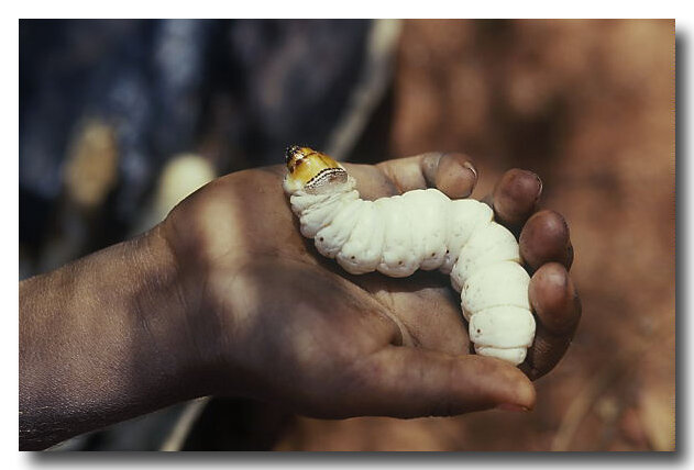 چندش آورترین غذاهای جهان ؛ اینجا جنین را هم می خورند + تصاویر | بفرمایید نوشیدنی مار و سوپ خون