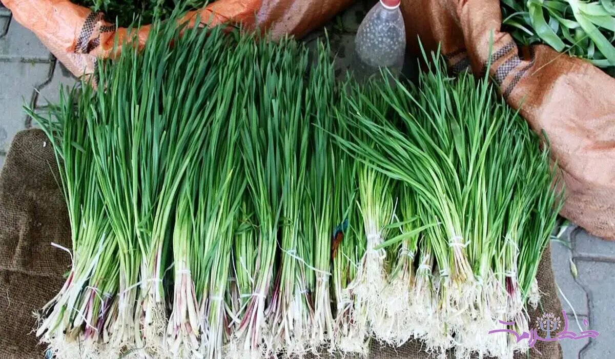 آش شنگ لرستان؛ غذایی پر از ویتامین با خواص درمانی