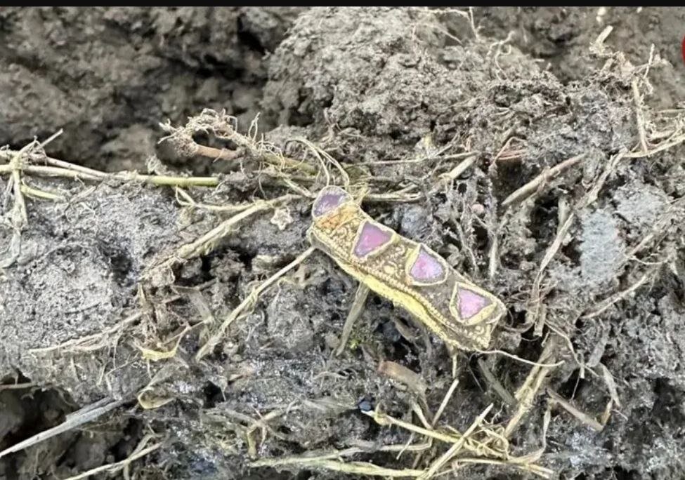 سر کلاغ طلایی پس از ۱۴۰۰ سال از خاک بیرون آمد | عکس