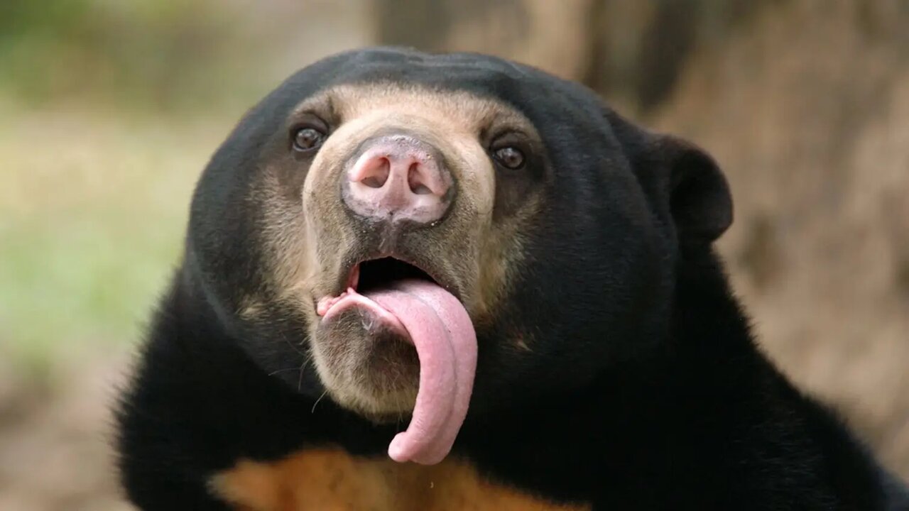 شگفت‌انگیزترین زبان‌ها در دنیای حیوانات | عکس