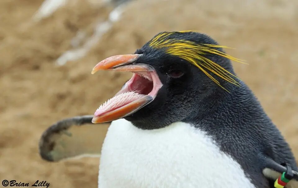 شگفت‌انگیزترین زبان‌ها در دنیای حیوانات | عکس