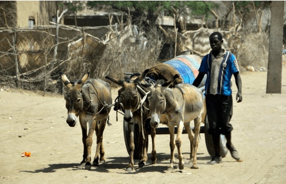 چینیها پوست خر کن شدند! | جزئیات یک تجارت وحشتناک اما پرسود