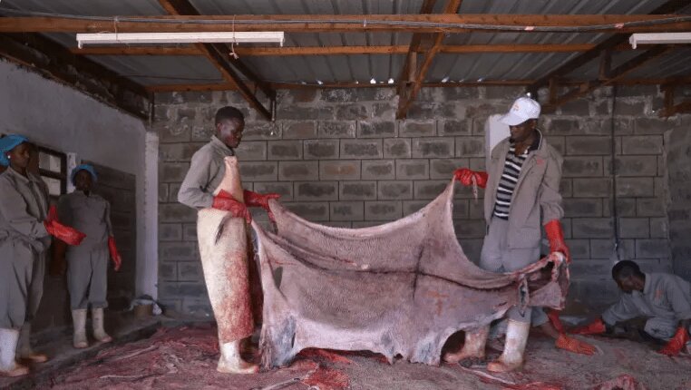 چینیها پوست خر کن شدند! | جزئیات یک تجارت وحشتناک اما پرسود