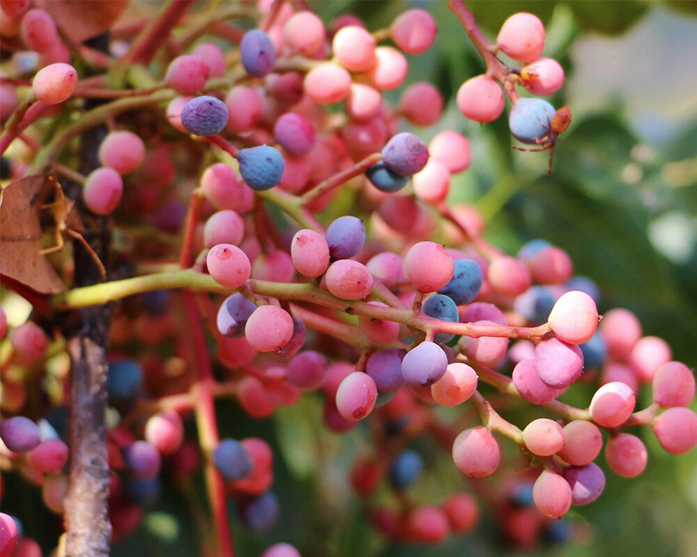 فوران زیبایی از کوههای آتشفشانی در ایران