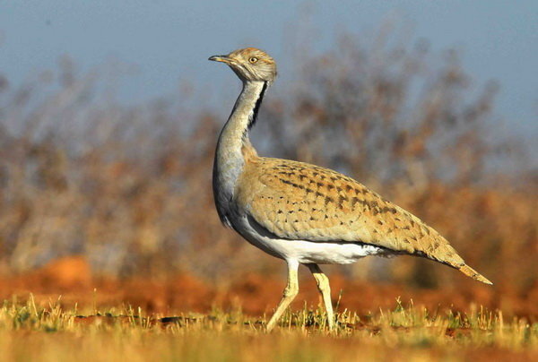 فوران زیبایی از کوههای آتشفشانی در ایران