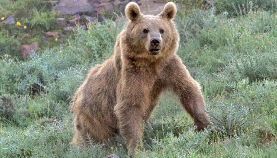  فوران زیبایی از کوه‌های آتشفشانی در ایران