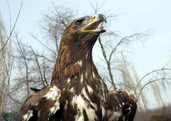 فوران زیبایی از کوههای آتشفشانی در ایران