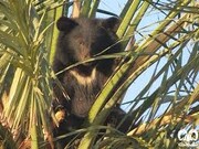 خرس و خرما؛ راهی برای حفاظت از خرس سیاه بلوچی