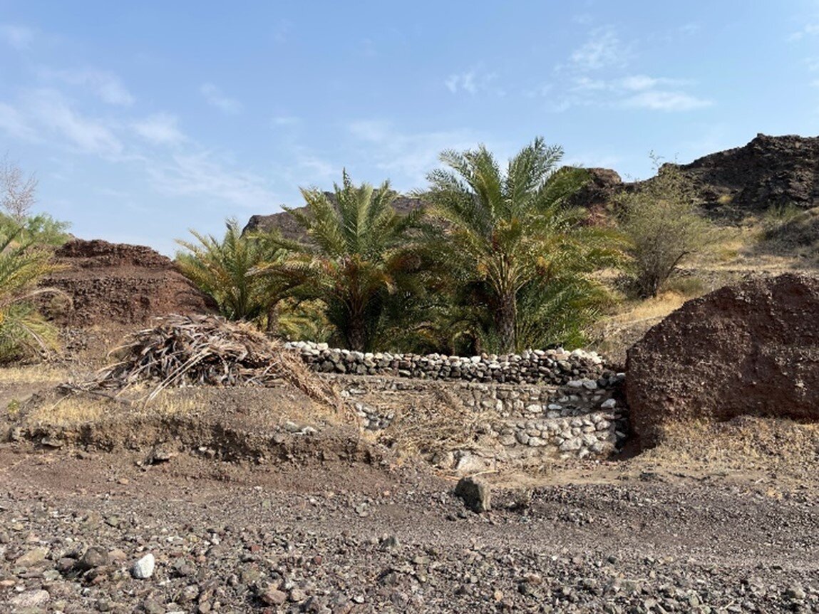 خرس و خرما؛ راهی برای حفاظت از خرس سیاه بلوچی