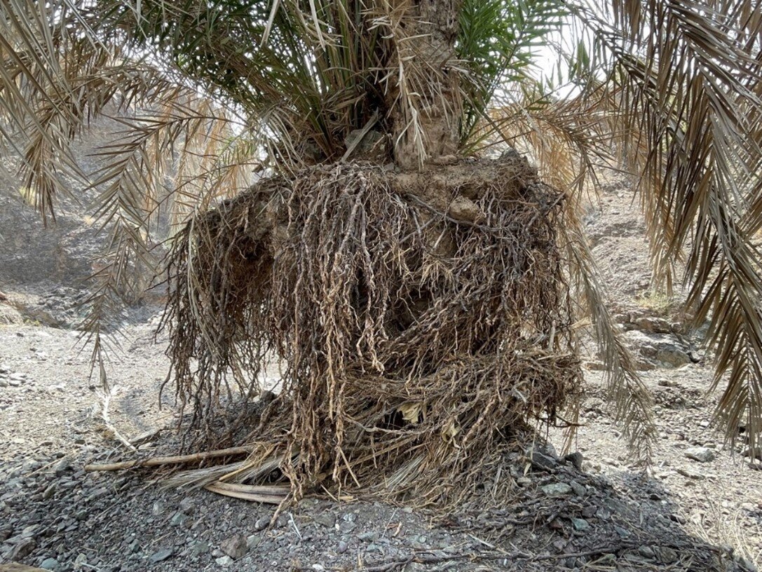 خرس و خرما؛ راهی برای حفاظت از خرس سیاه بلوچی