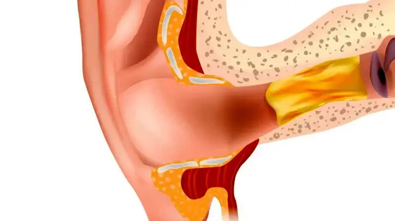 رازهایی که جرم گوش درباره سلامتی شما فاش می کند!