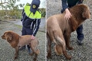 شباهت عجیب چهره این سگ به شیر وحشی! + عکس