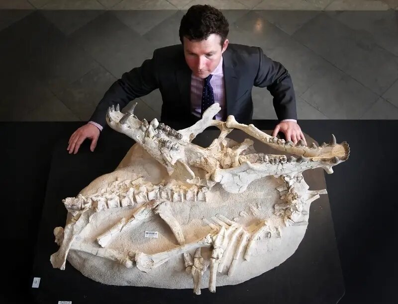 خوک‌های جهنمی ۳۰ میلیون سال پیش استخوان‌ها را خرد می‌کردند | عکس