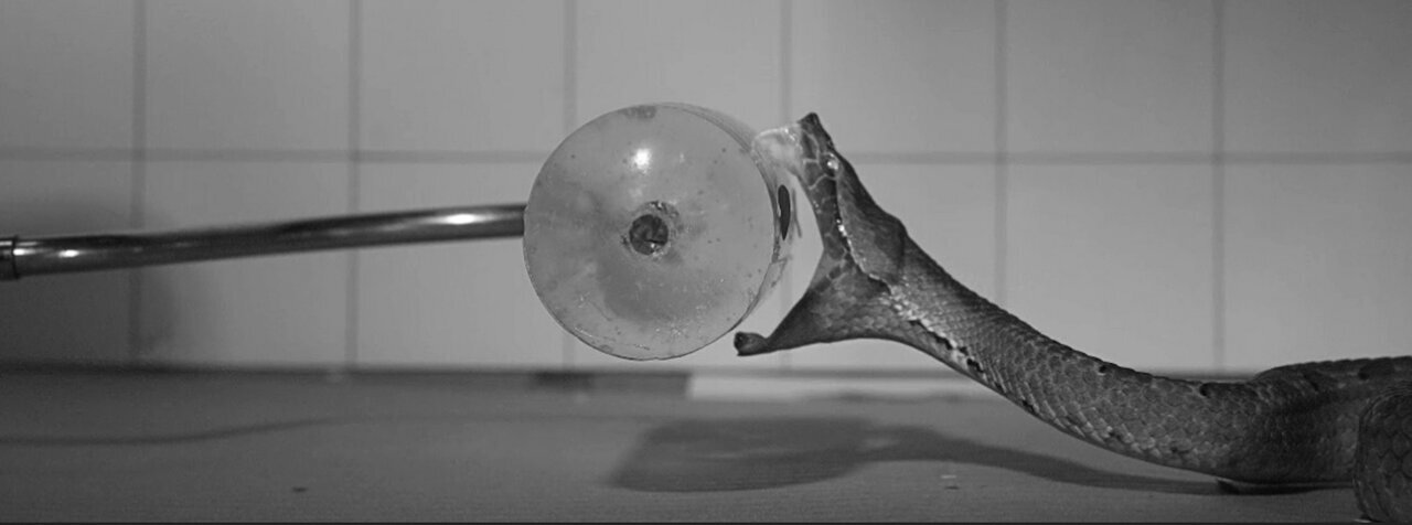 استراتژیهای متفاوت مارهای سمی در یکهزارم ثانیه!