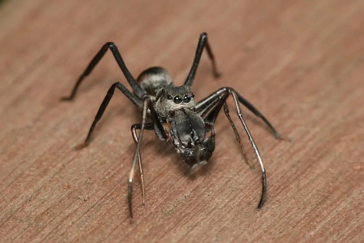 عنکبوت عجیبی که به بچه‌هایش شیر می‌دهد!