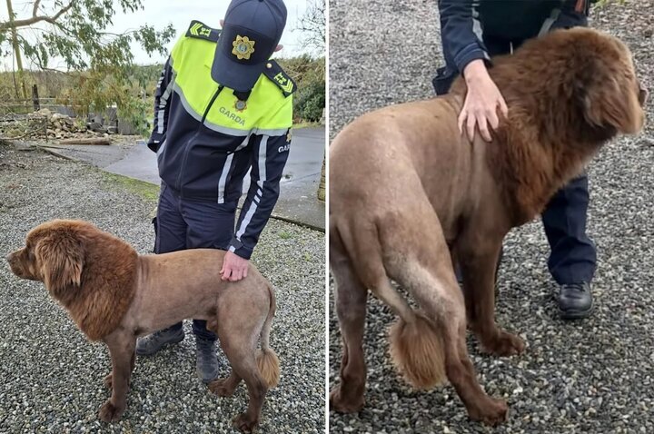 شباهت  چهره سگ به شیر