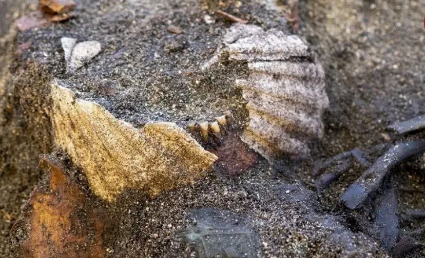 مقبره ۱۰۰۰ ساله زن وایکینگ با صدف‌هایی کنار دهان | عکس