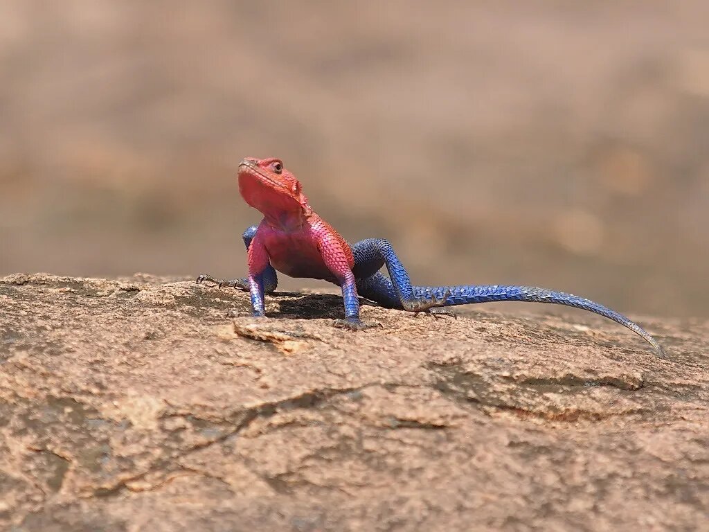 ببینید؛ مارمولکی با لباس مرد عنکبوتی + عکس