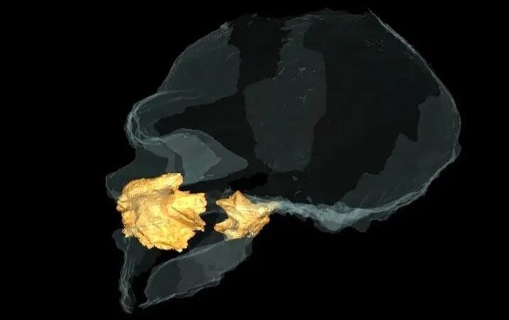 فاش شدن راز انسانهای منقرض شده با جمجمه ۱۳۰ هزار ساله | عکس