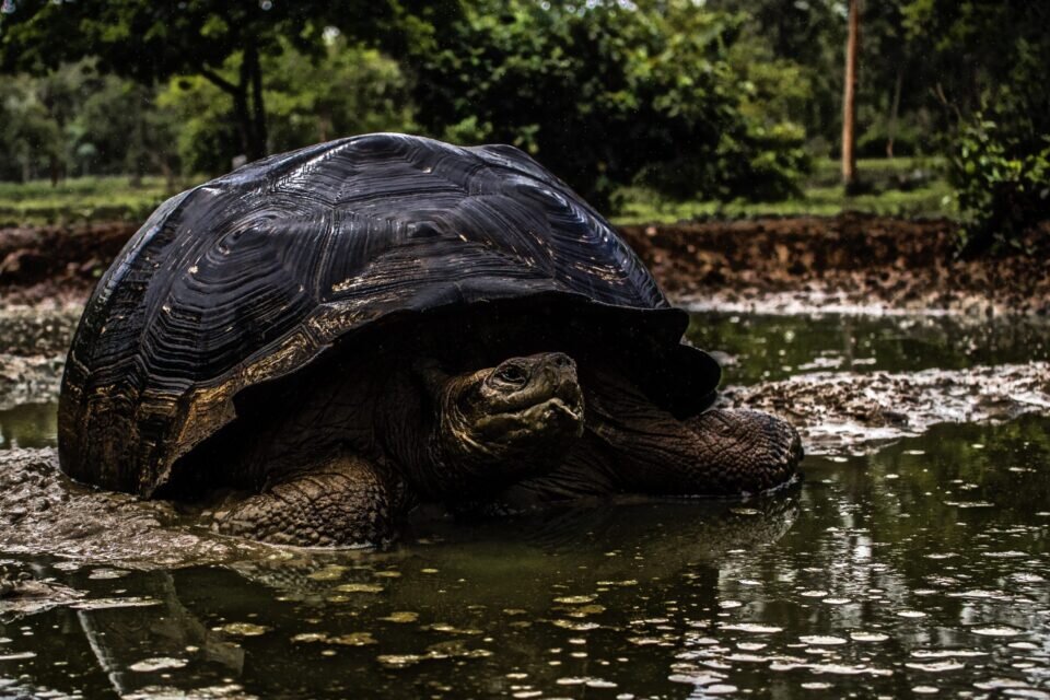 حیواناتی که نمیمیرند: راز جاودانگی علمی
