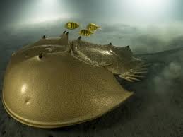 حیواناتی که نمیمیرند: راز جاودانگی علمی