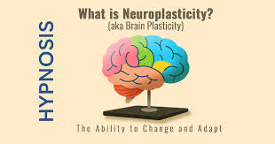 نوروپلاستیسیته؛ قدرت مخفی مغز برای بازسازی و جوان‌سازی دوباره
