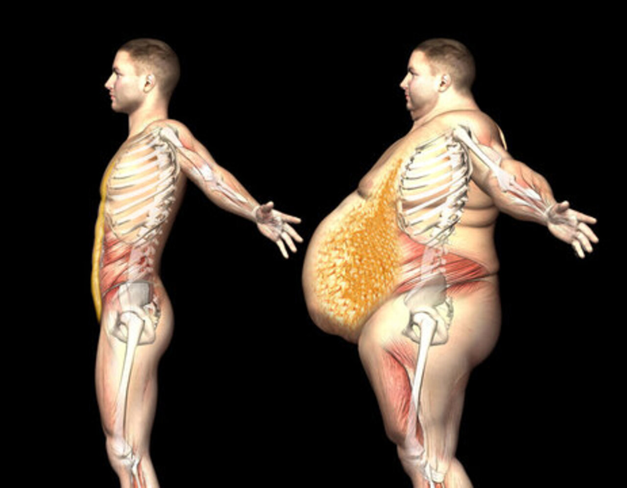 چطور چربی احشایی را کاهش دهیم؟