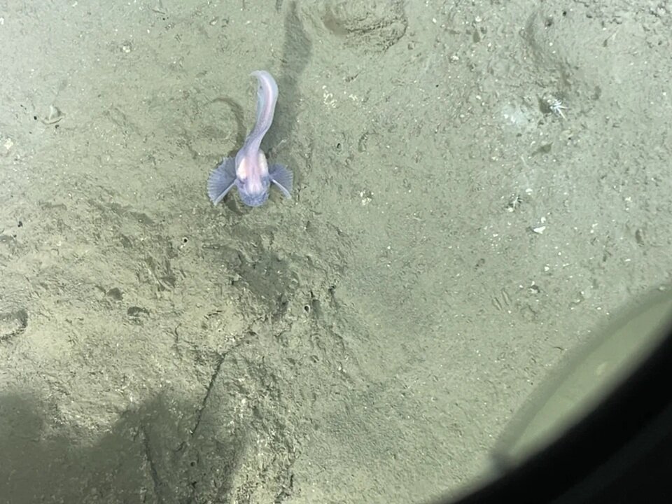 نخستین انسان هایی که بخش های ناشناخته زمین را دیدند