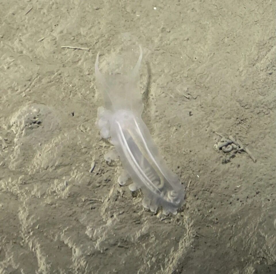 نخستین انسان هایی که بخش های ناشناخته زمین را دیدند