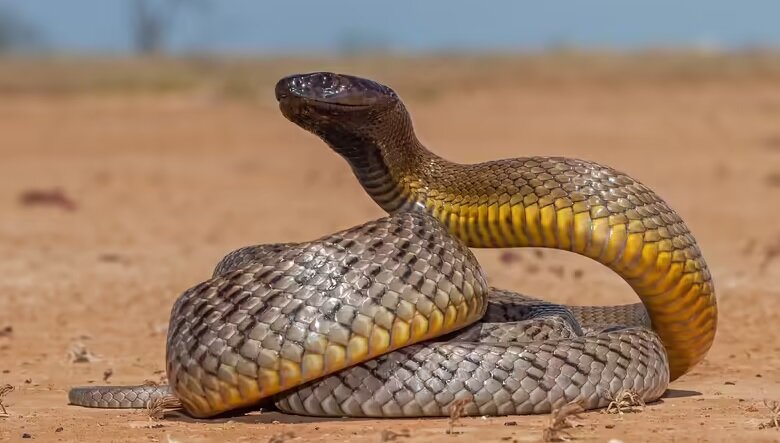 از گرزهمار ایرانی تا تایپان استرالیایی؛ چگونه زهر مار قربانی را از پا درمیآورد؟