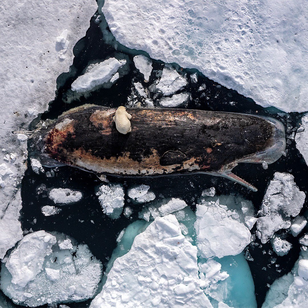 خرس ۳۰۰ کیلویی در حال خوردن نهنگ ۴۰ هزار کیلویی؛ عکس برگزیده ۲۰۲۵ نشنال جئوگرافیک