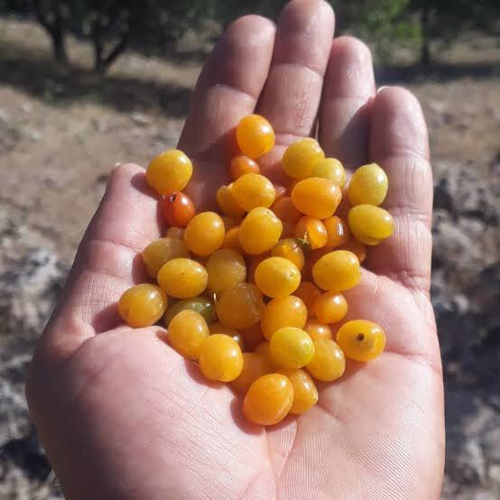 با خوردن این میوه جنگلی کمتر قولنج میکنید