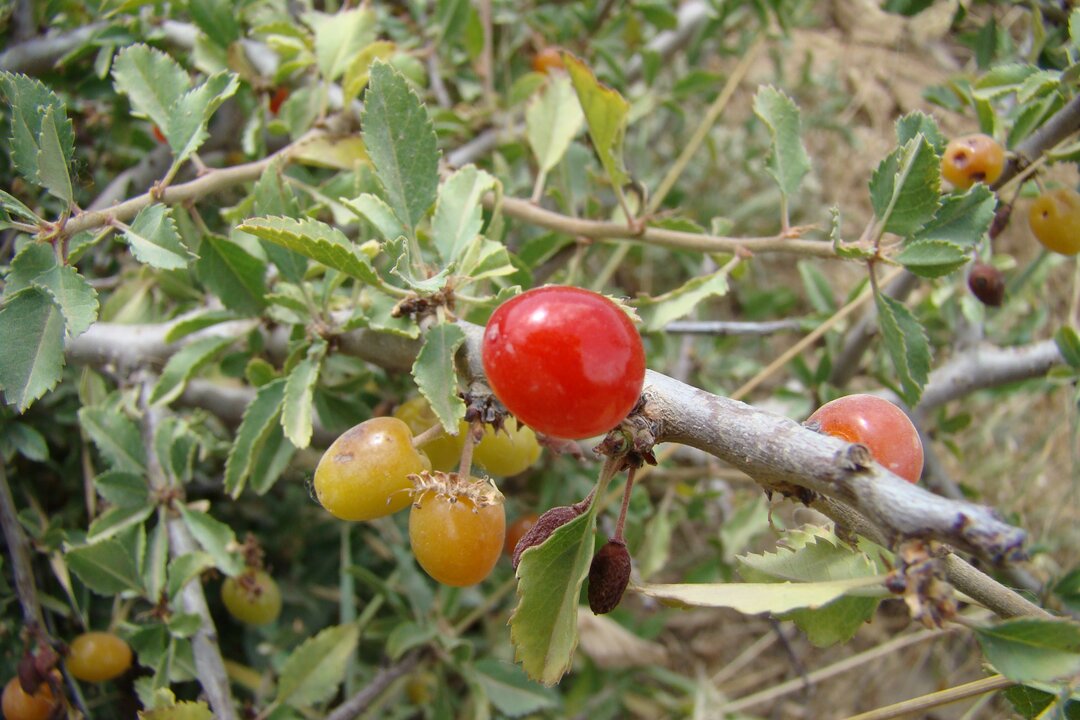 با خوردن این میوه جنگلی کمتر قولنج می‌کنید