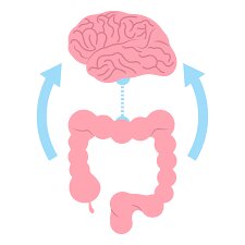 کشف معمای مغز دومی که زیر دنده‌ها زندگی می‌کند | روده‌ها  فکر می‌کنند و تصمیم می‌گیرند؟
