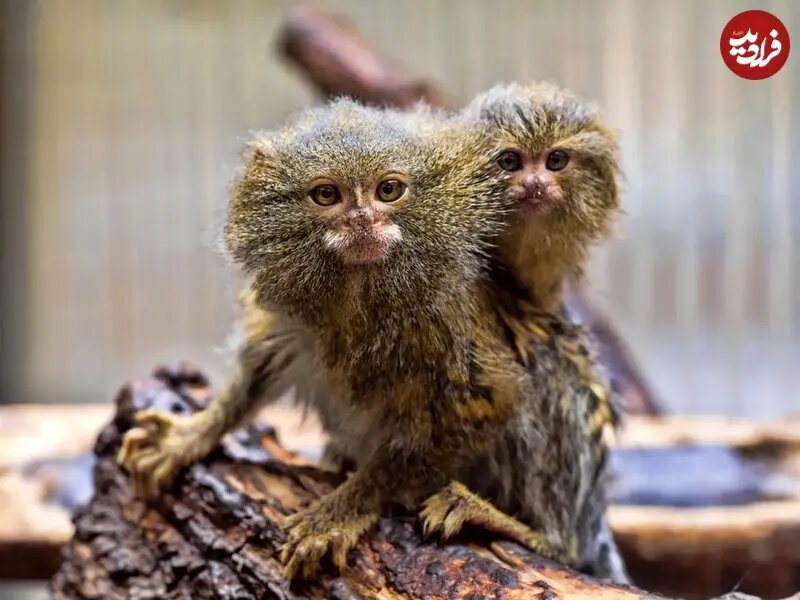 ببینید؛ بامزهترین و کوچکترین میمون جهان که اندازه یک موز است! + عکس