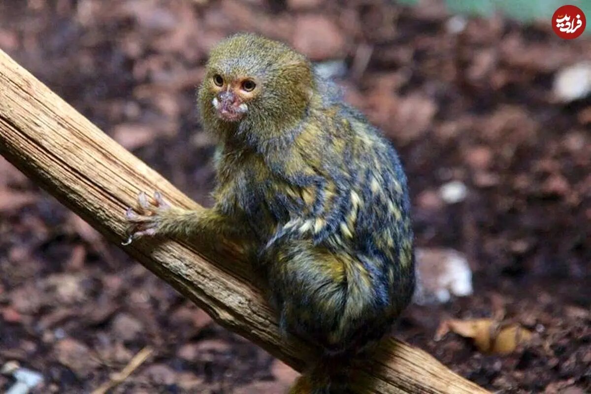 ببینید؛ بامزهترین و کوچکترین میمون جهان که اندازه یک موز است! + عکس