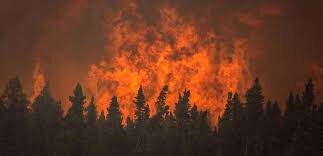 راهکارهای علمی برای مهار شعلههای آتش در منابع طبیعی | از تکنیکهای جهانی تا چالشهای ایران