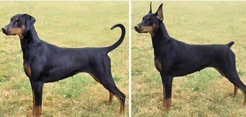 جراحی زیبایی حیوانات خانگی به ایران رسید+ عکس | از دماغ عملی تا دستکاری تارهای صوتی