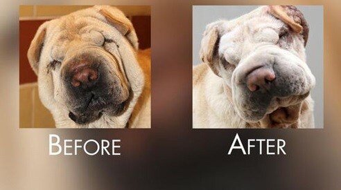 جراحی زیبایی حیوانات خانگی به ایران رسید+ عکس | از دماغ عملی تا دستکاری تارهای صوتی