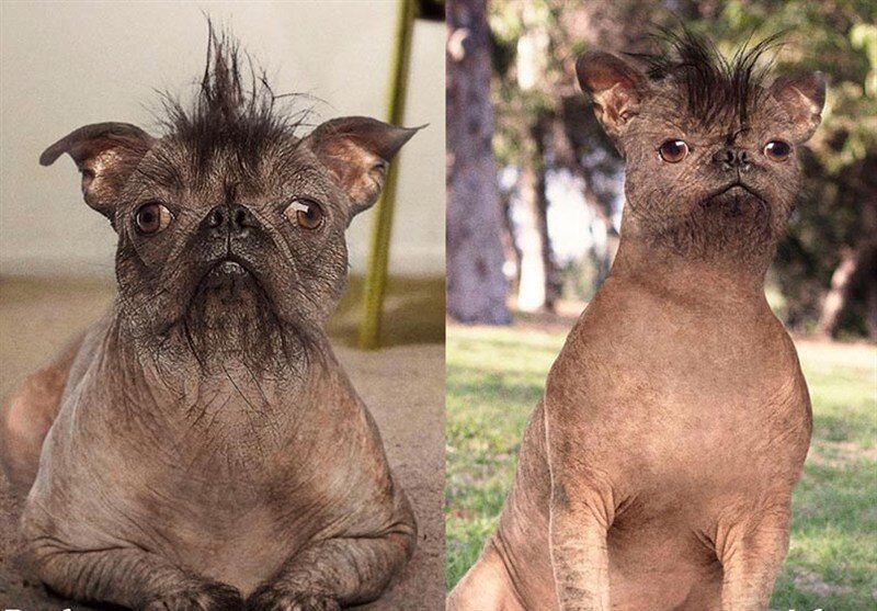 جراحی زیبایی حیوانات خانگی به ایران رسید+ عکس | از دماغ عملی تا دستکاری تارهای صوتی
