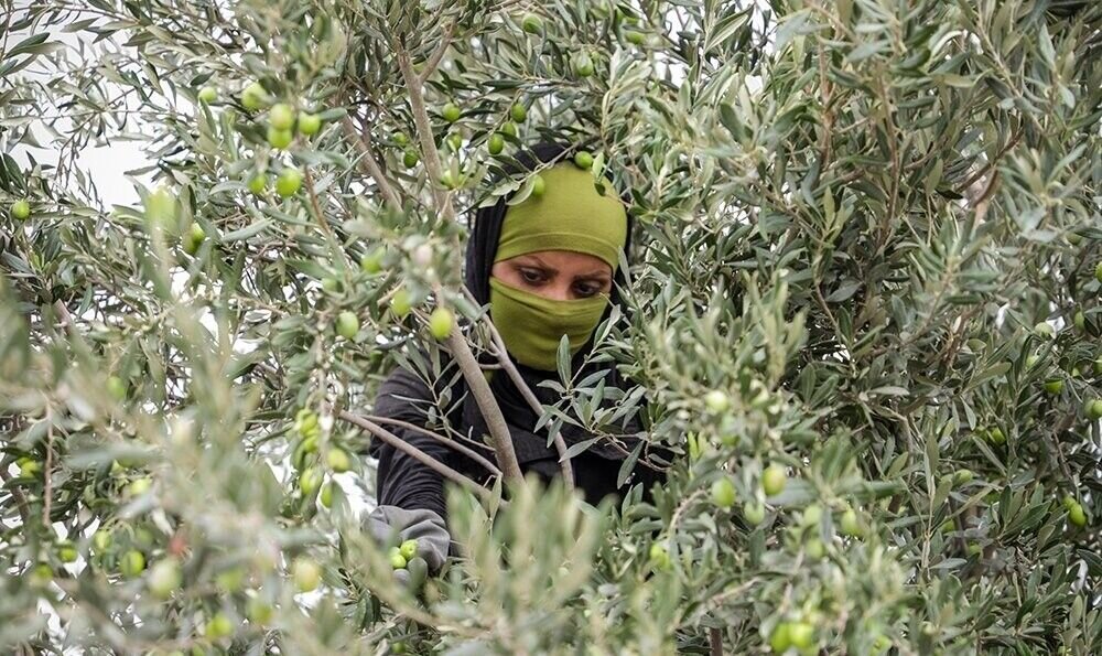 میوه صلح هم گرفتار کم آبی شد | خشکسالی دامن زیتون ها را هم گرفت