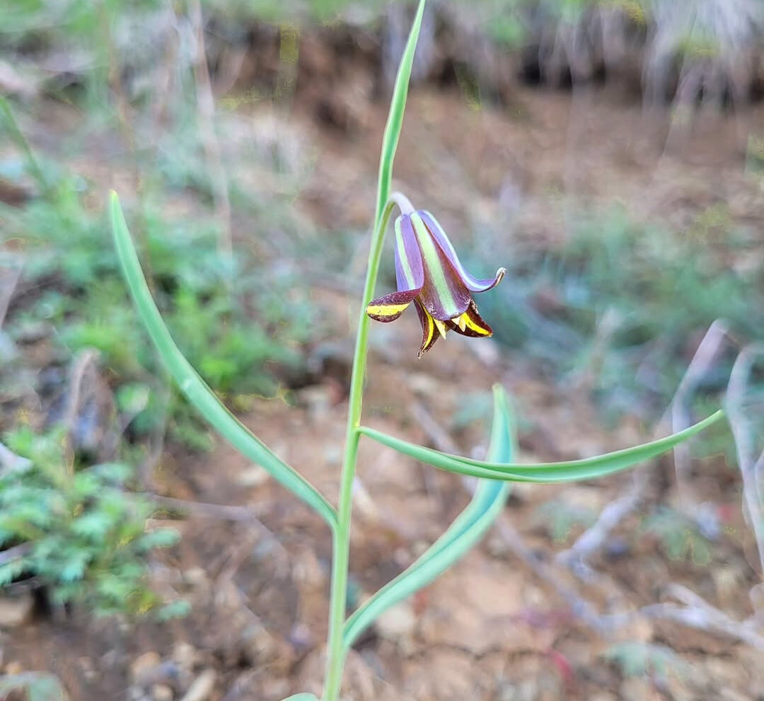 ماجرای کشف یک گیاه جدید در طبیعت کردستان | تازه ترین مهمان گونه های گیاهی ایران «سنندج» نام گرفت
