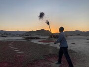 روستایی با طعم جهانی | رنگ این روستا زرشکی است